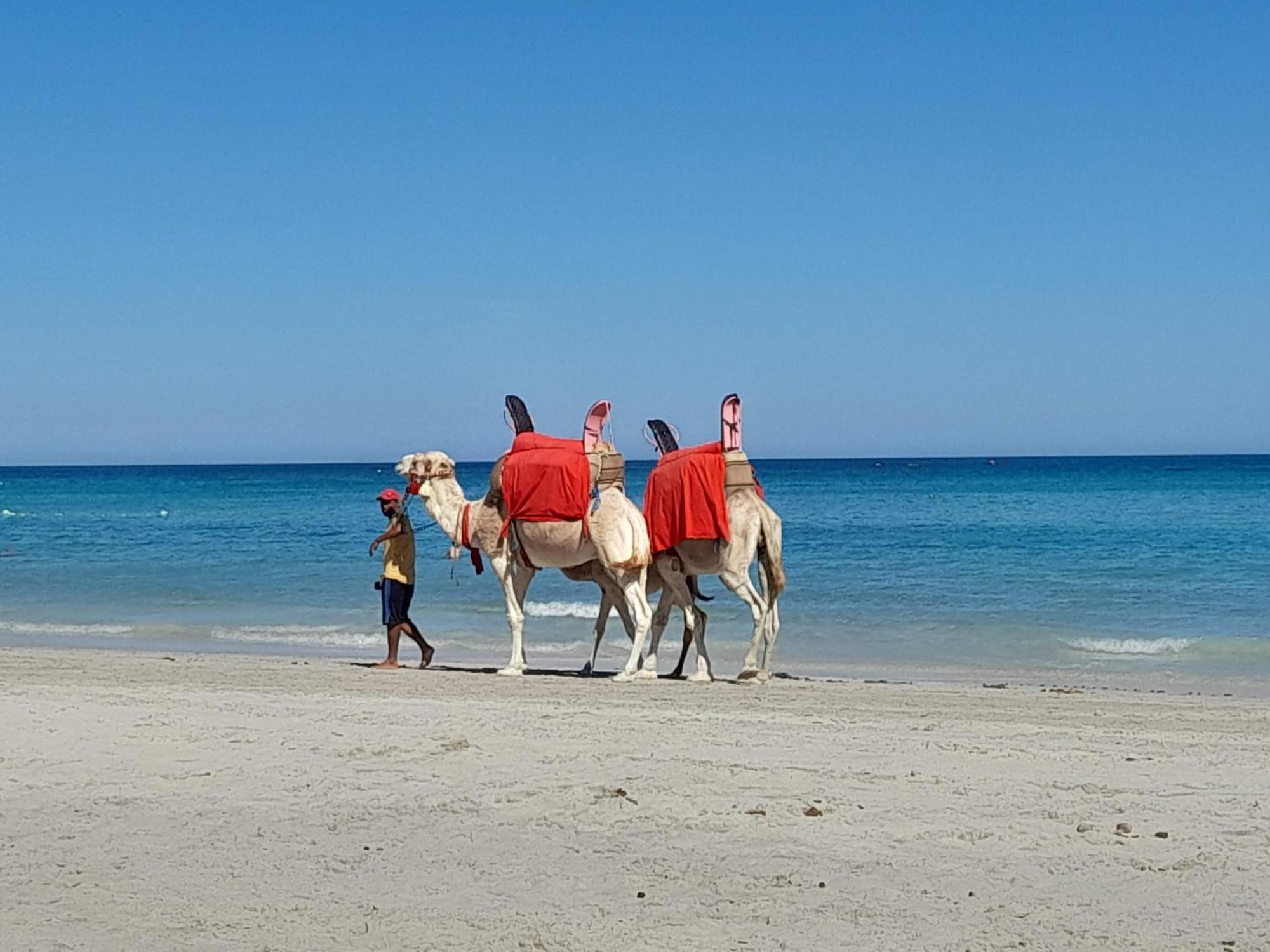 فندق Dar El Kahina Djerba مزرايا المظهر الخارجي الصورة